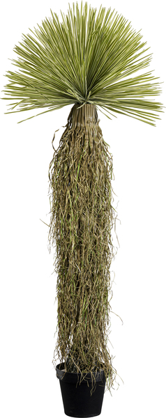 Deko Pflanze grün - 180 cm - KARE Yucca Rostrata