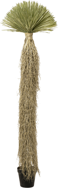 Deko Pflanze grün - 240 cm - KARE Yucca Rostrata