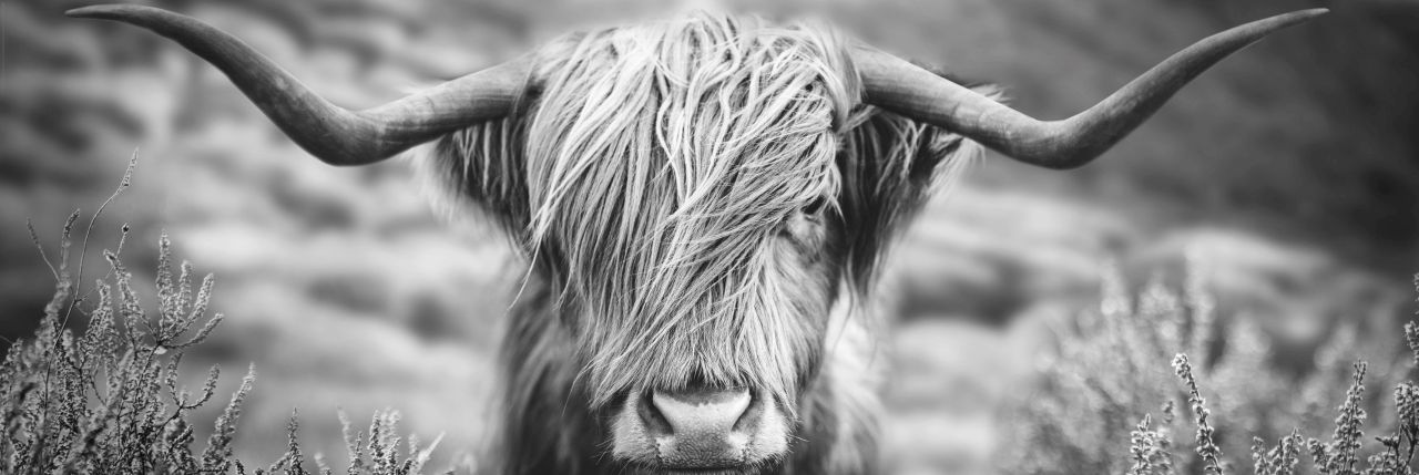 Reinders Wandbild ''Highlander Landscape'' 52x156 cm